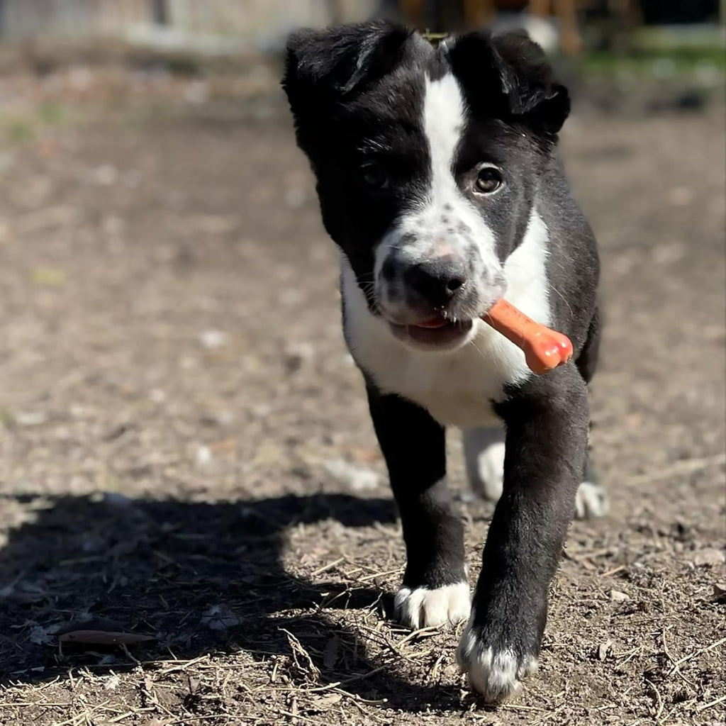 Classic Twin Pack Power Chew Flavored Durable Dog Chew Toy